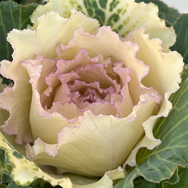 ハボタン:ベイビーチュール3号ポット