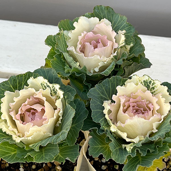 ハボタン:ベイビーチュール3号ポット