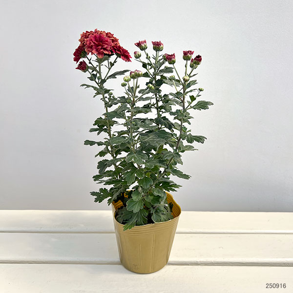 夏秋咲き電照菊（花付き菊苗）：なつみ4号ポット