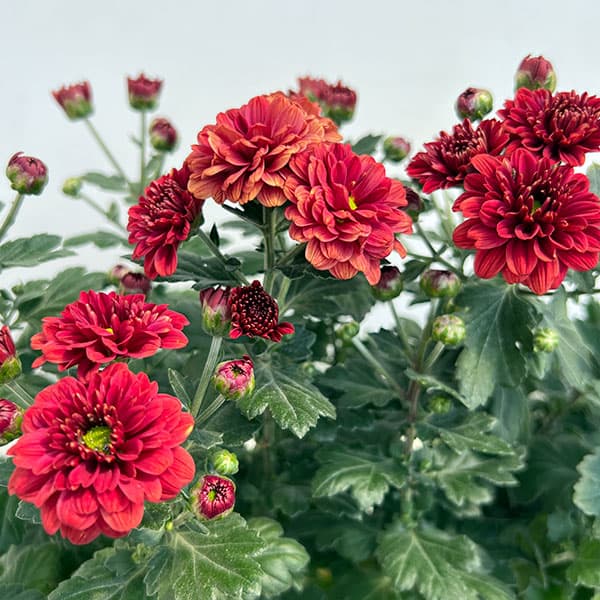 夏秋咲き電照菊（花付き菊苗）：なつみ4号ポット