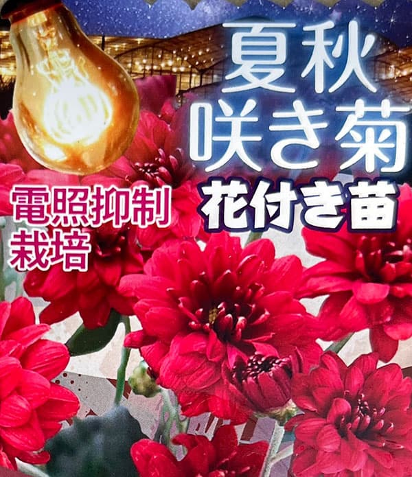 夏秋咲き電照菊（花付き菊苗）：なつみ4号ポット