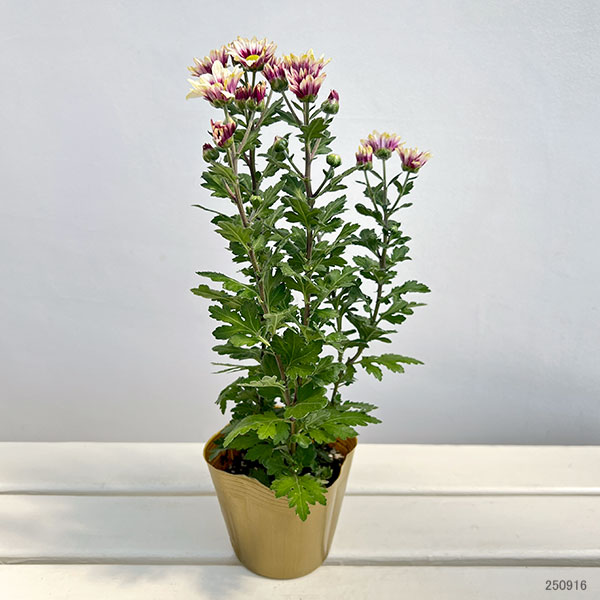 夏秋咲き電照菊(花付き菊苗):ドロシー4号ポット