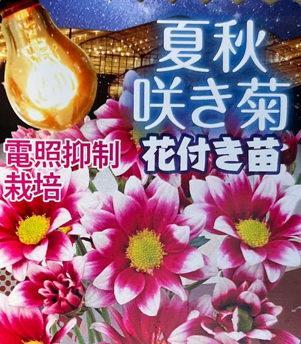 夏秋咲き電照菊(花付き菊苗):ドロシー4号ポット