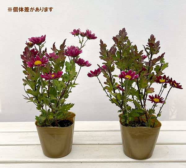 園芸ネット本店｜夏秋咲き電照菊（花付き菊苗）：ドロシー4号ポット の