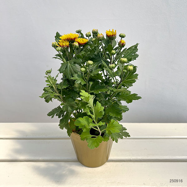 夏秋咲き電照菊(花付き菊苗):昴(すばる)4号ポット