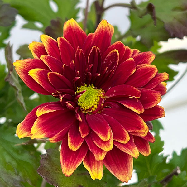 菊花石　鑑賞石　大きな一輪咲　ベースは赤黒石 ◇セール！赤倉山産／朱色菊花石－台座付No,99◇ - 鑑賞石のお店 悠