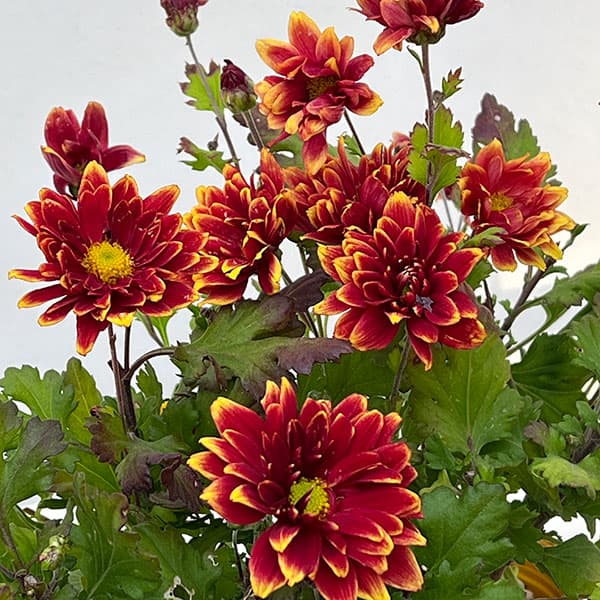 園芸ネット本店｜（わけあり特価）夏秋咲き電照菊（花付き菊苗）：昴