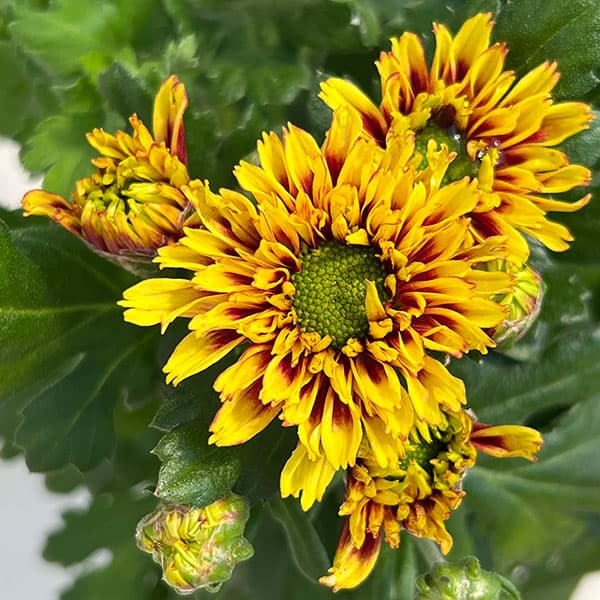 夏秋咲き電照菊(花付き菊苗):昴(すばる)4号ポット