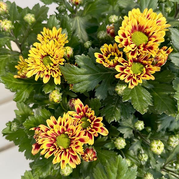 夏秋咲き電照菊(花付き菊苗):昴(すばる)4号ポット
