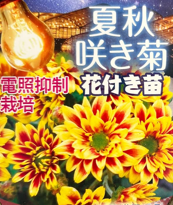 夏秋咲き電照菊(花付き菊苗):昴(すばる)4号ポット