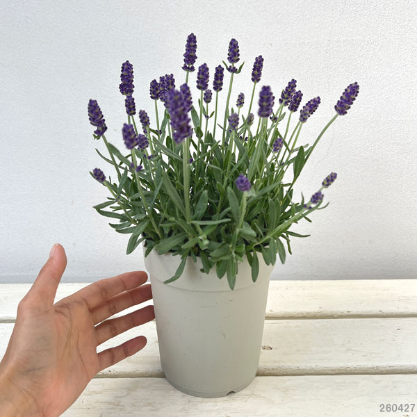 ラベンダー、4点セット 園芸ネット本店｜ラベンダー：カシオペア4号鉢植え の通販【公式】