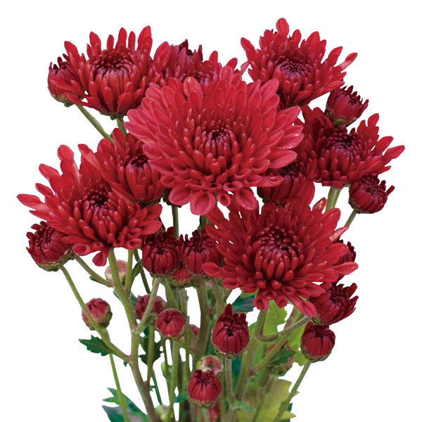[25年9月中下旬予約]キク：1月咲はつ春小菊　冬薔薇（赤系）3号ポット