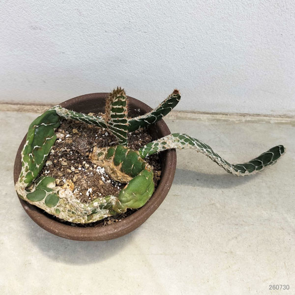 サボテン:オプンチア 亀甲団扇(キッコウウチワ)素焼き鉢植え