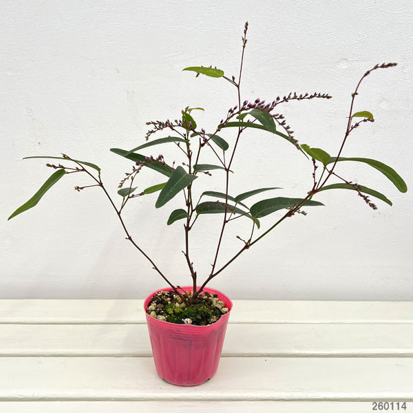 ハーデンベルギア：フラミンゴ3.5号ポット