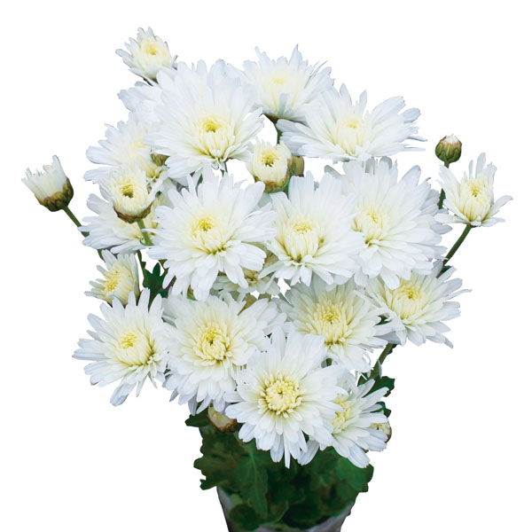 [25年10月中下旬予約]手間なし菊冬咲き お正月咲き変わり菊：雪割草 4号ポット