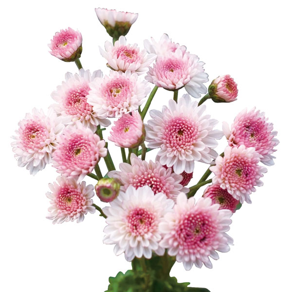 [25年10月中下旬予約]手間なし菊冬咲き お正月咲き二色八重小菊 乙女桜 4号ポット