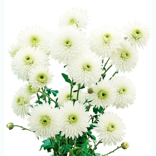 [25年10月中下旬予約]手間なし菊冬咲き お正月咲きポンポン菊 シャスタ 4号ポット