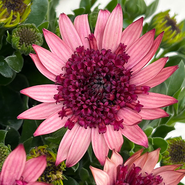 オステオスペルマム:ベルフルール3号ポット