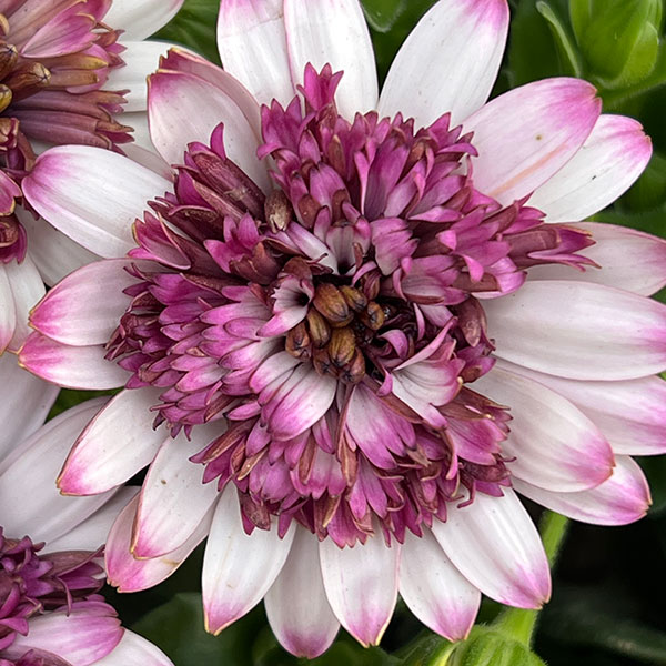 オステオスペルマム:ベルフルール3号ポット