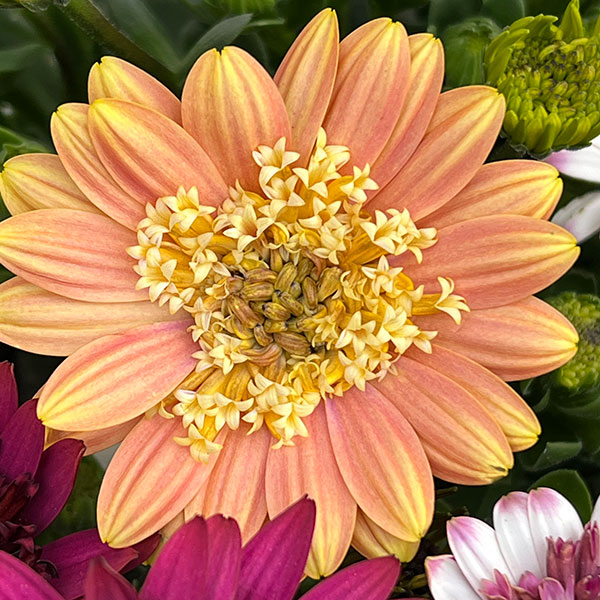 オステオスペルマム:ベルフルール3号ポット