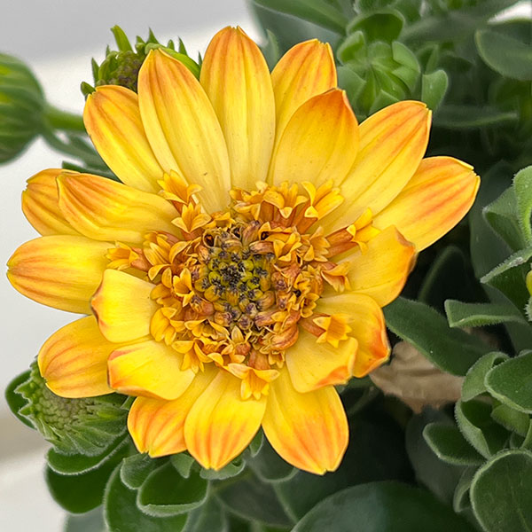 オステオスペルマム:ベルフルール3号ポット