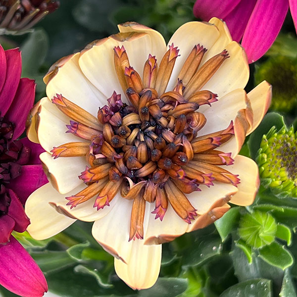 オステオスペルマム:ベルフルール3号ポット