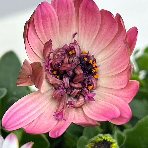 オステオスペルマム:ベルフルール3号ポット