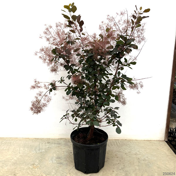 スモークツリー:ダスキーメイデン8号鉢植え