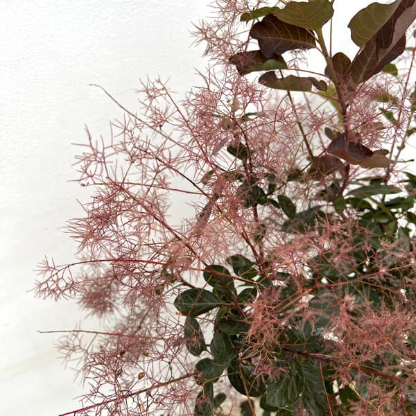 スモークツリー:ダスキーメイデン8号鉢植え