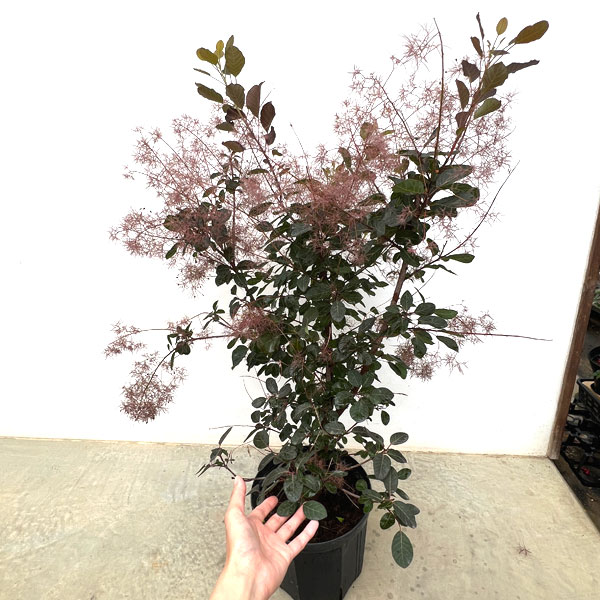 スモークツリー:ダスキーメイデン8号鉢植え