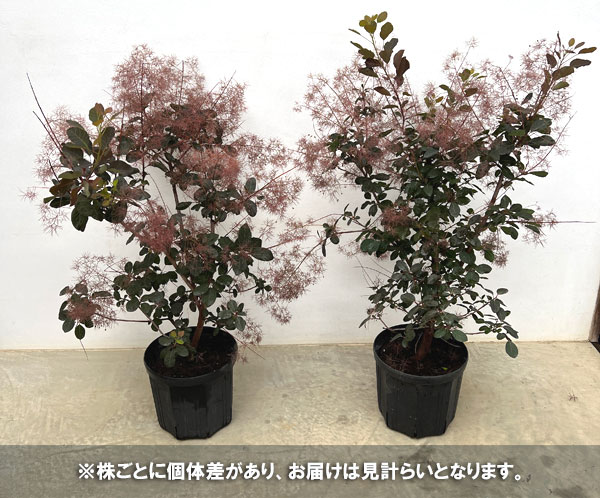 スモークツリー:ダスキーメイデン8号鉢植え