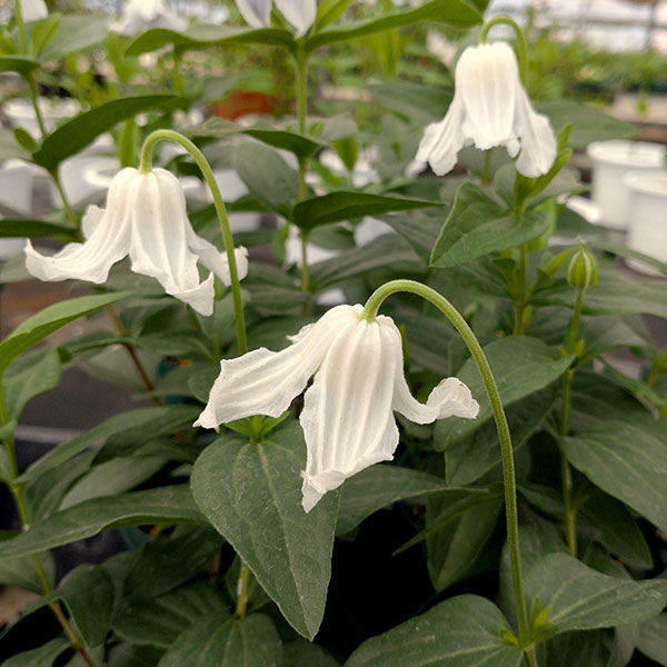 クレマチス：アルバ imp 4号ロングポット（インテグリフォリア系）