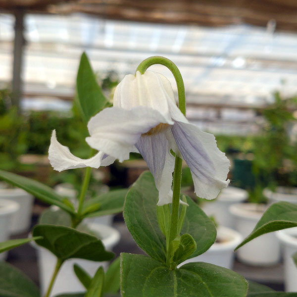 クレマチス：アルバ imp 4号ロングポット（インテグリフォリア系）