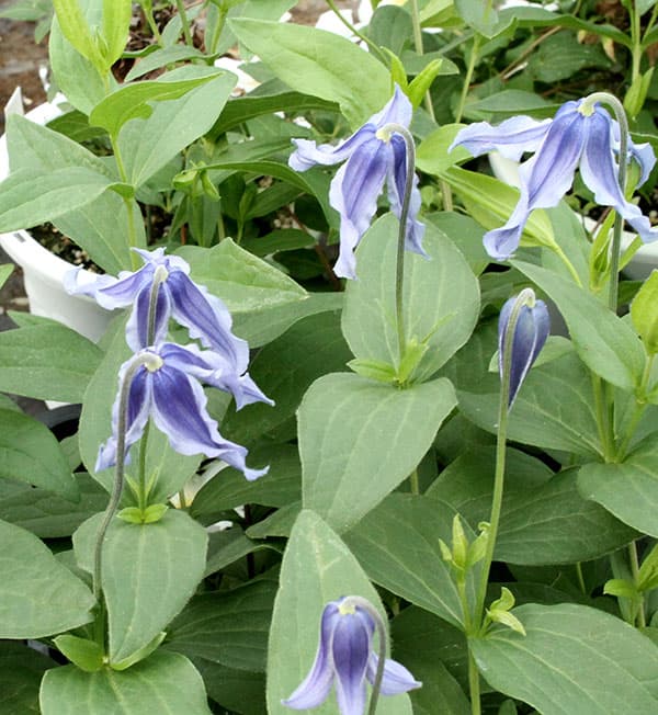 クレマチス:ブルーベル imp 4号ロングポット(インテグリフォリア系)