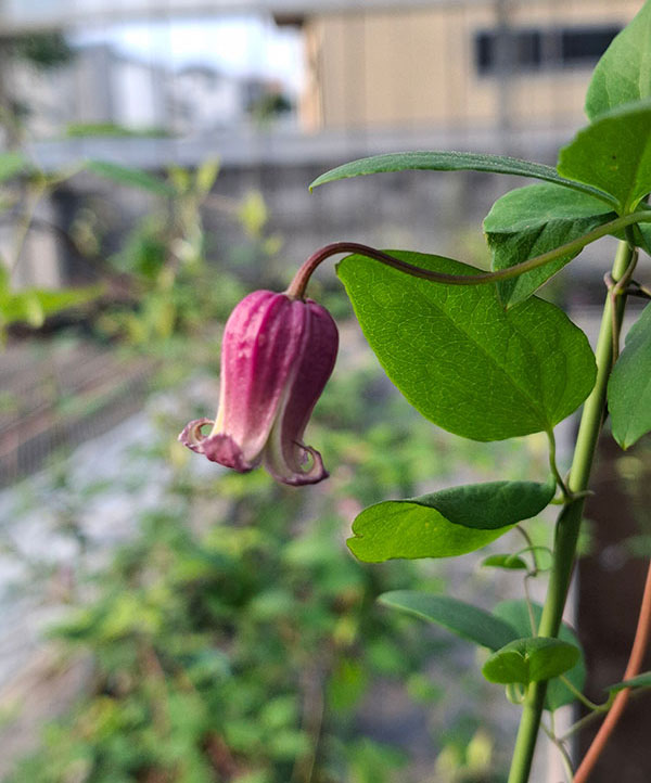 クレマチス：ティンクルベリー4号ポット（ヴィオルナ系）