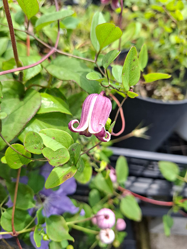 クレマチス：パープルマイルストーン4号ポット（ヴィオルナ系）