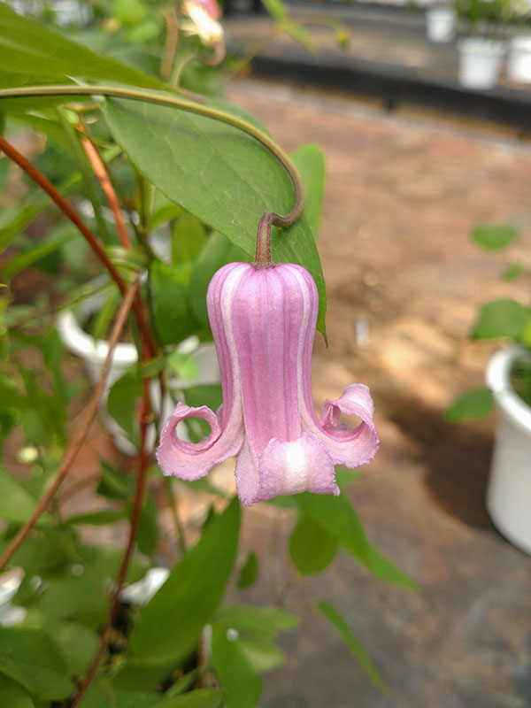 クレマチス：アロママテリア4号ポット（ヴィオルナ系）