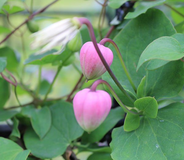 クレマチス:クレマチスの丘 バーシカラー4号ポット(ヴィオルナ系)