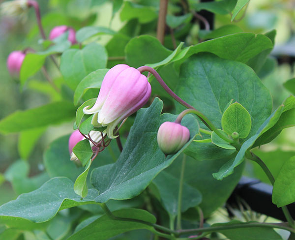 クレマチス:クレマチスの丘 バーシカラー4号ポット(ヴィオルナ系)