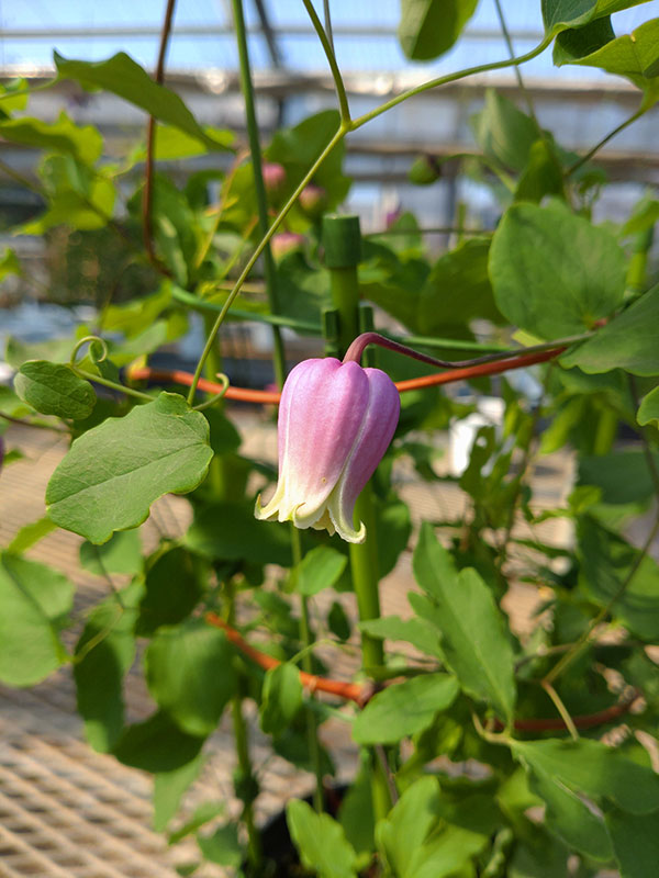 クレマチス：フェルマータピンク4号ポット（ヴィオルナ系）