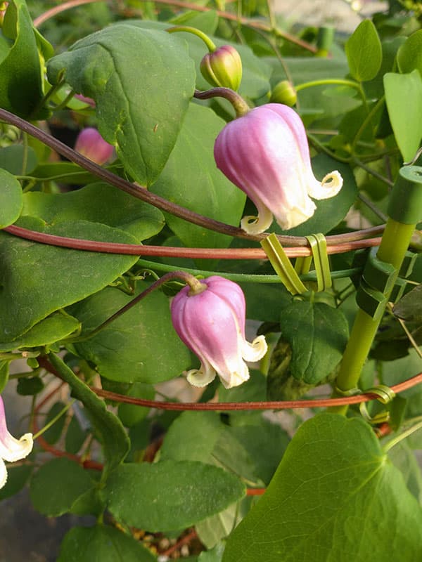 クレマチス：フェルマータピンク4号ポット（ヴィオルナ系）