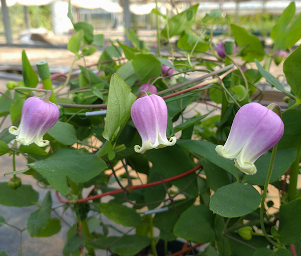 クレマチス：フェルマータピンク4号ポット（ヴィオルナ系）