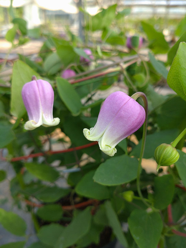 クレマチス：フェルマータピンク4号ポット（ヴィオルナ系）