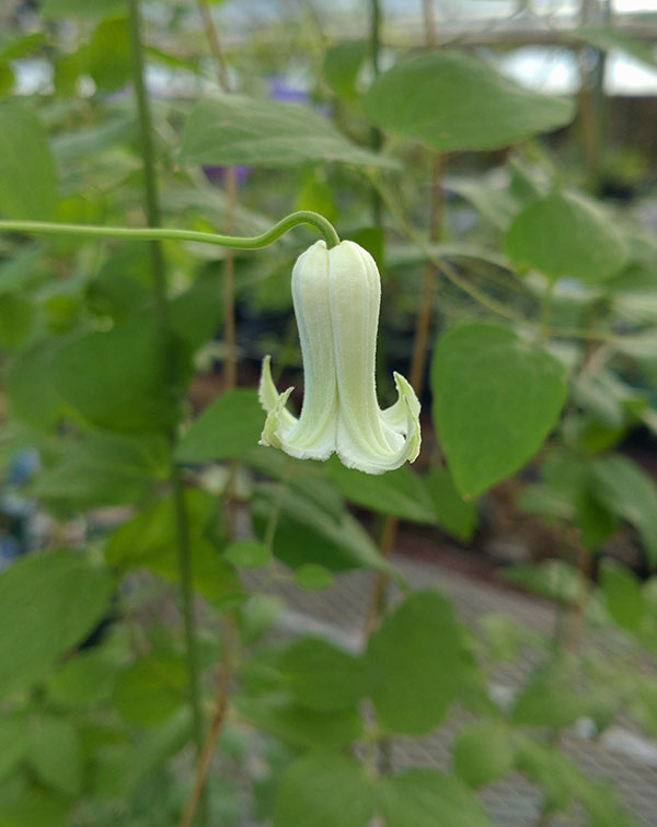 クレマチス：シロノクリスパ（白のクリスパ）4号ポット（ヴィオルナ系）