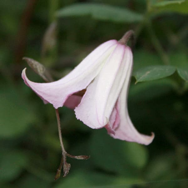 クレマチス:オドリバ・ウスゾメ(踊場・薄染)4号ポット(ヴィオルナ系)