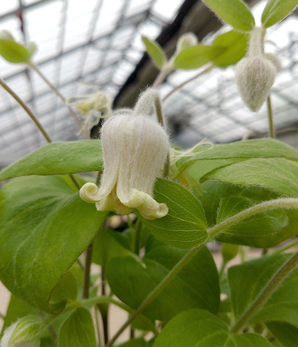 クレマチス:コアクチリス4号ポット(ヴィオルナ系)