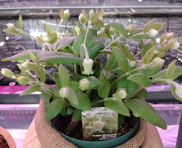 クレマチス:コアクチリス4号ポット(ヴィオルナ系)