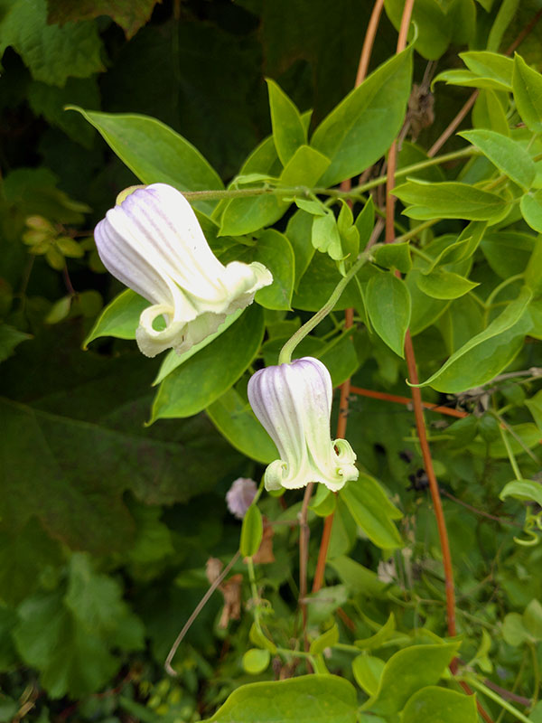 クレマチス：クモイノキミ（雲居の君）4号ポット（ヴィオルナ系）