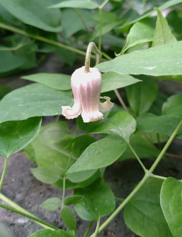 クレマチス：ツムギ（紬）4号ポット（ヴィオルナ系）