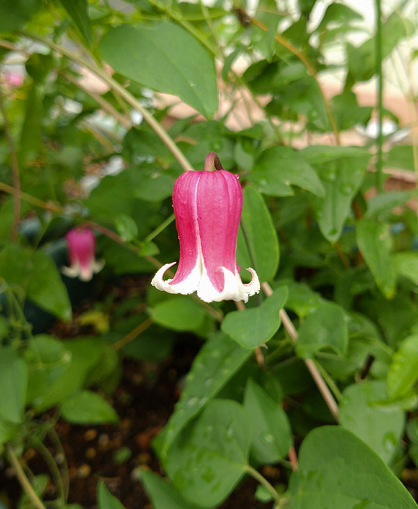 クレマチス：リンコウ（林光）4号ポット（ヴィオルナ系）